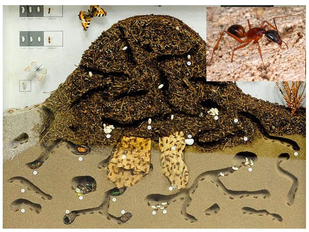 Anthill trong cắt