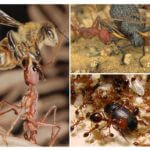 Thức ăn cho kiến ​​động vật ăn thịt