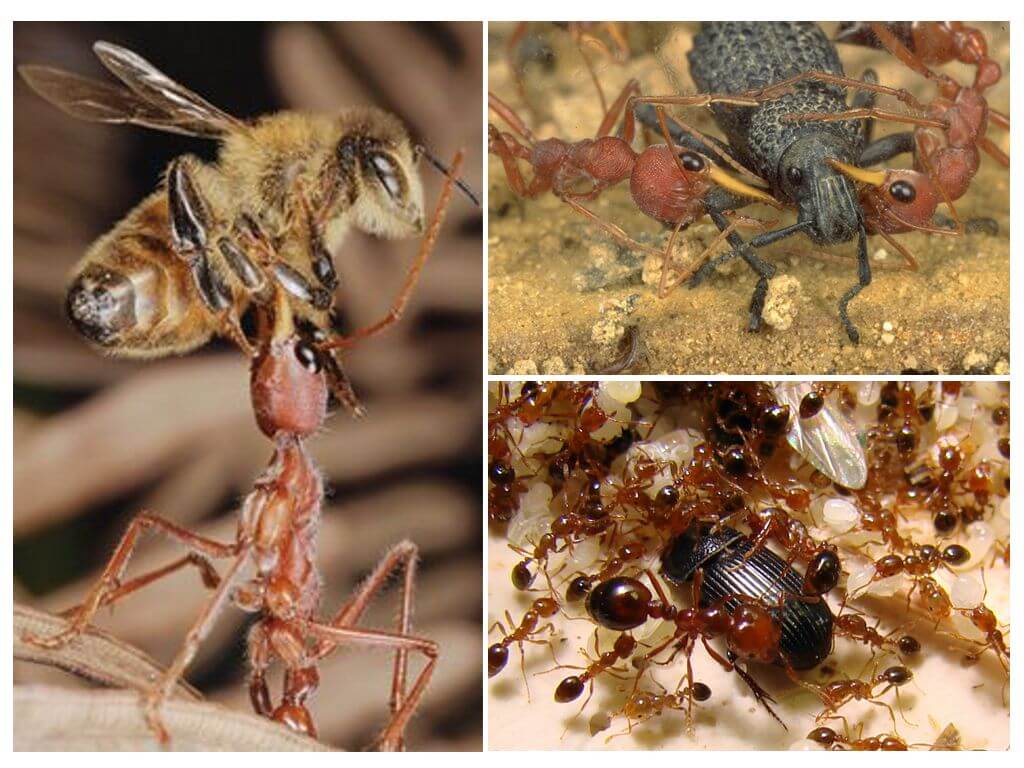Thức ăn cho kiến ​​động vật ăn thịt