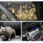 Chuột trong xe
