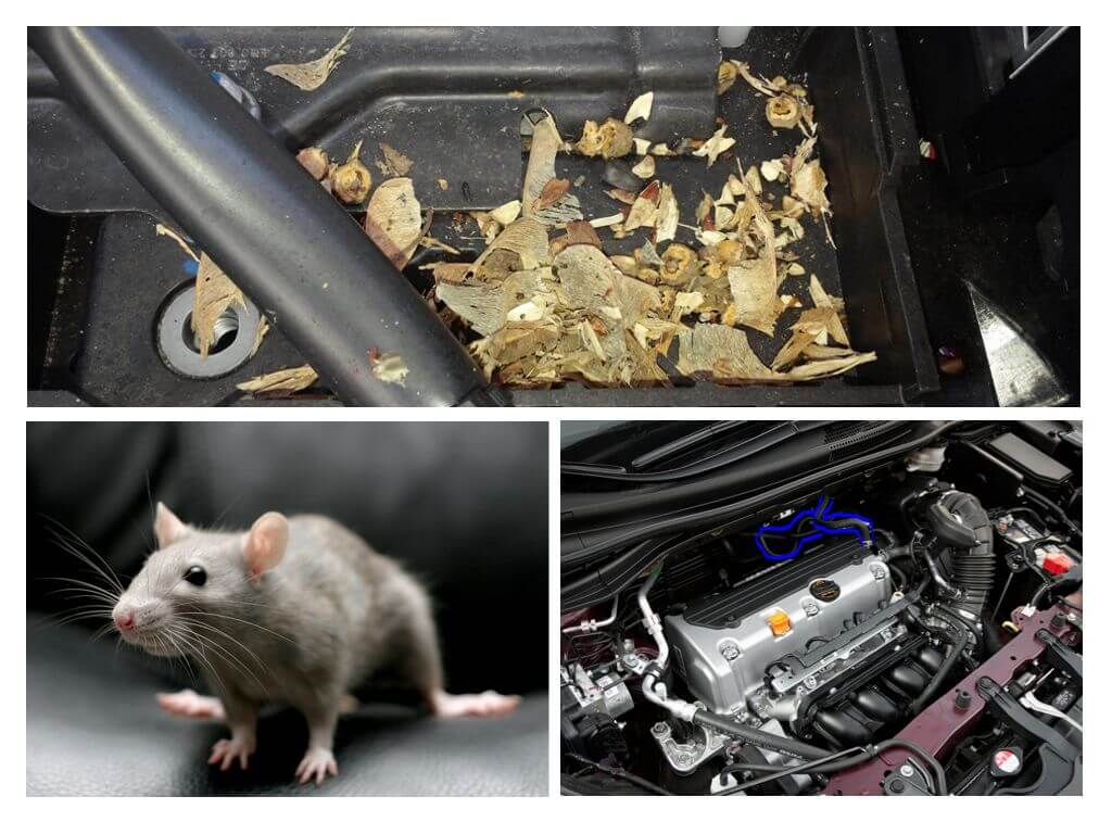Chuột trong xe
