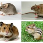 Sự khác biệt của một con chuột từ các động vật khác