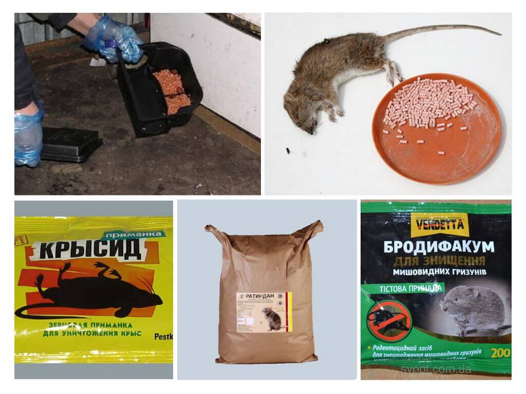 Chất độc cho chuột