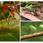 Những lợi ích của côn trùng
