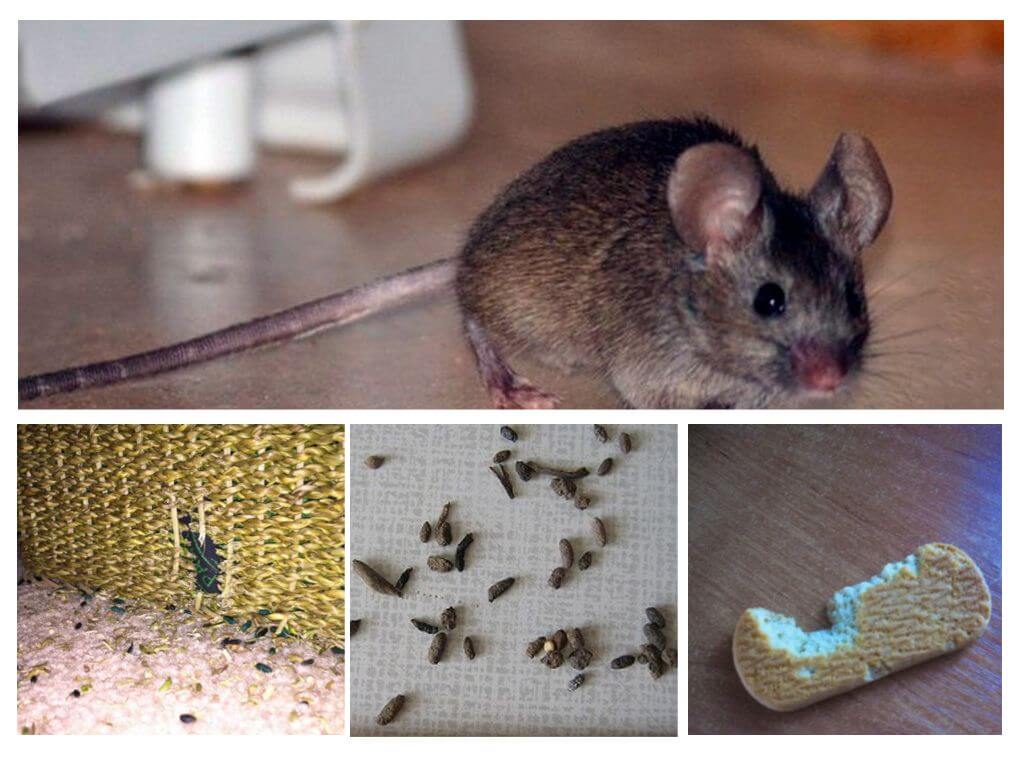 Sự hiện diện của những con chuột trong căn hộ