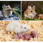 Dinh dưỡng và sinh sản của chuột