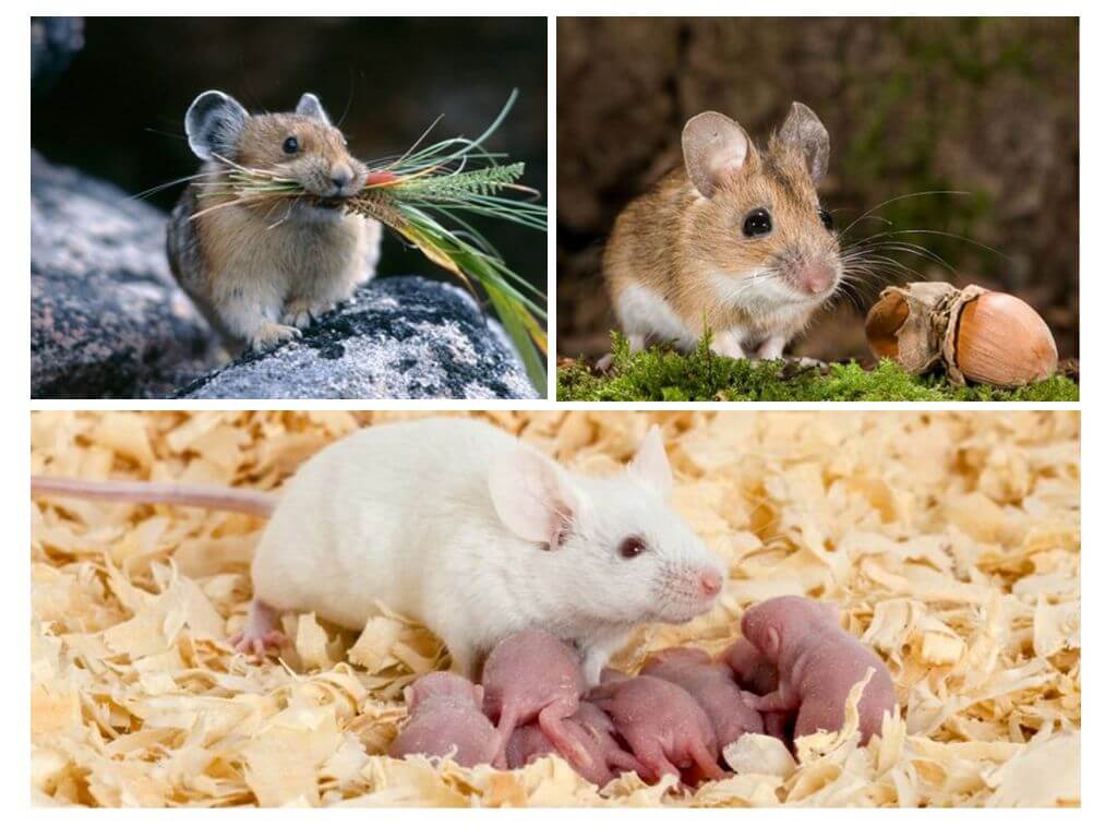 Dinh dưỡng và sinh sản của chuột