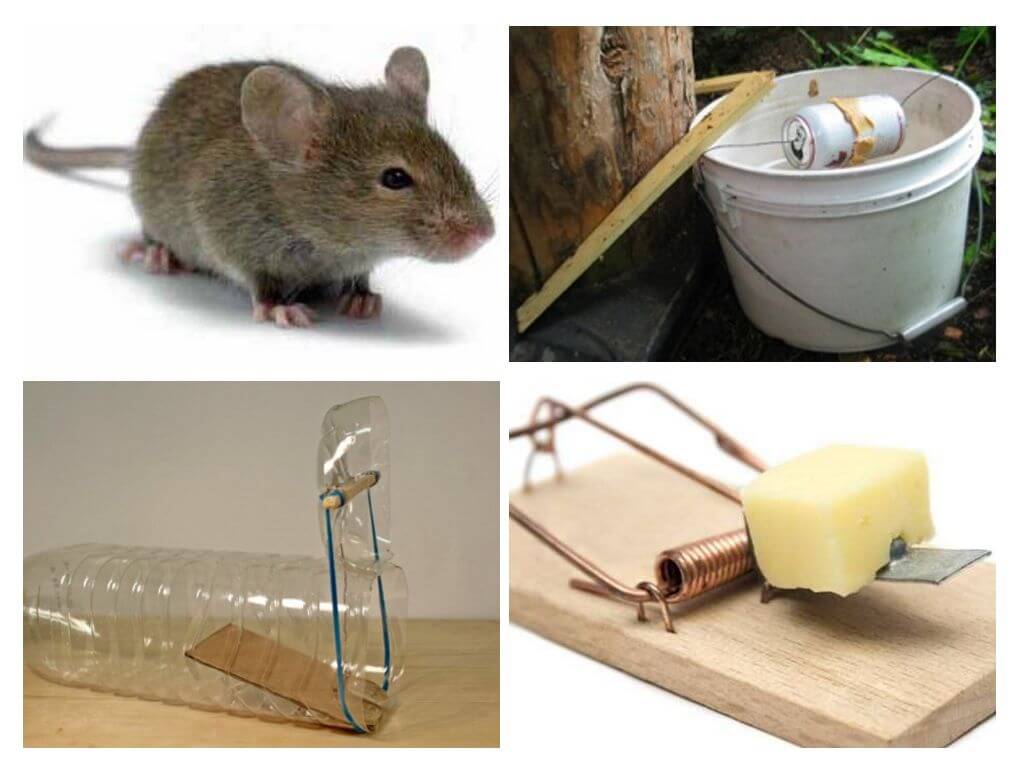 Các loại bẫy chuột
