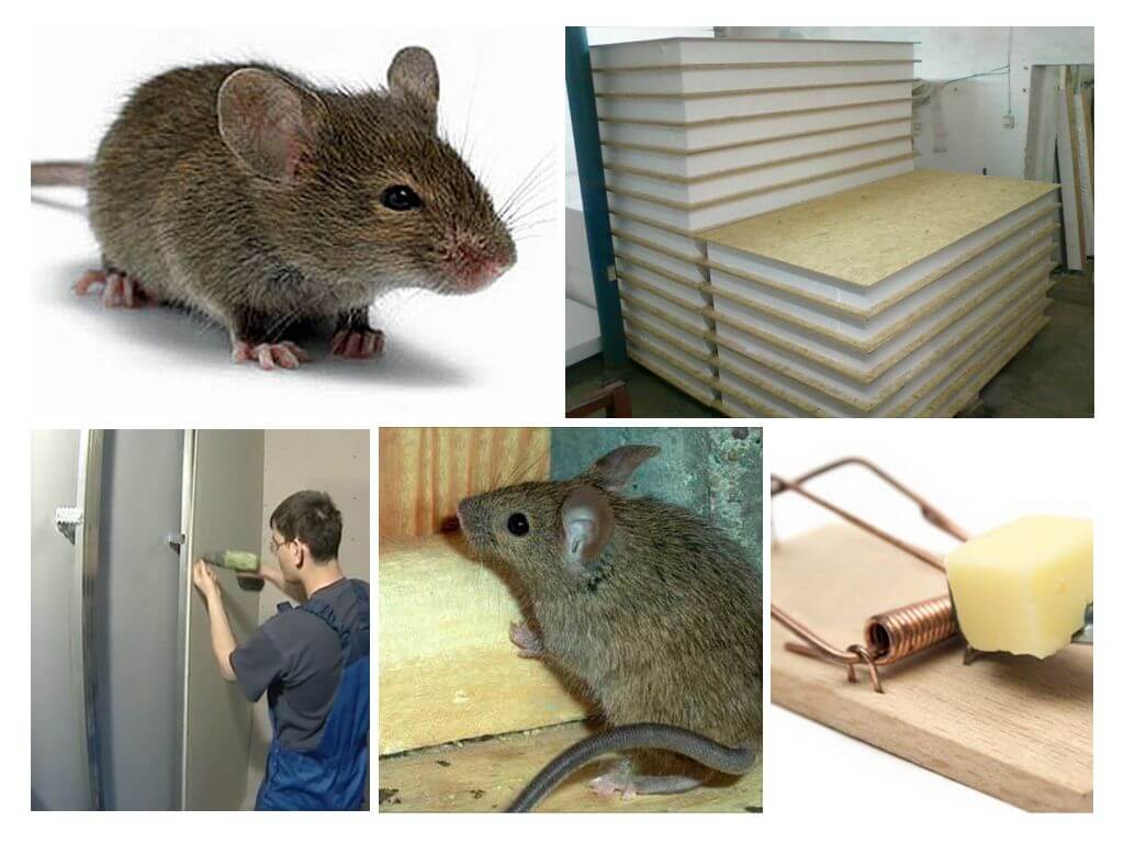 Tấm và con chuột SIP