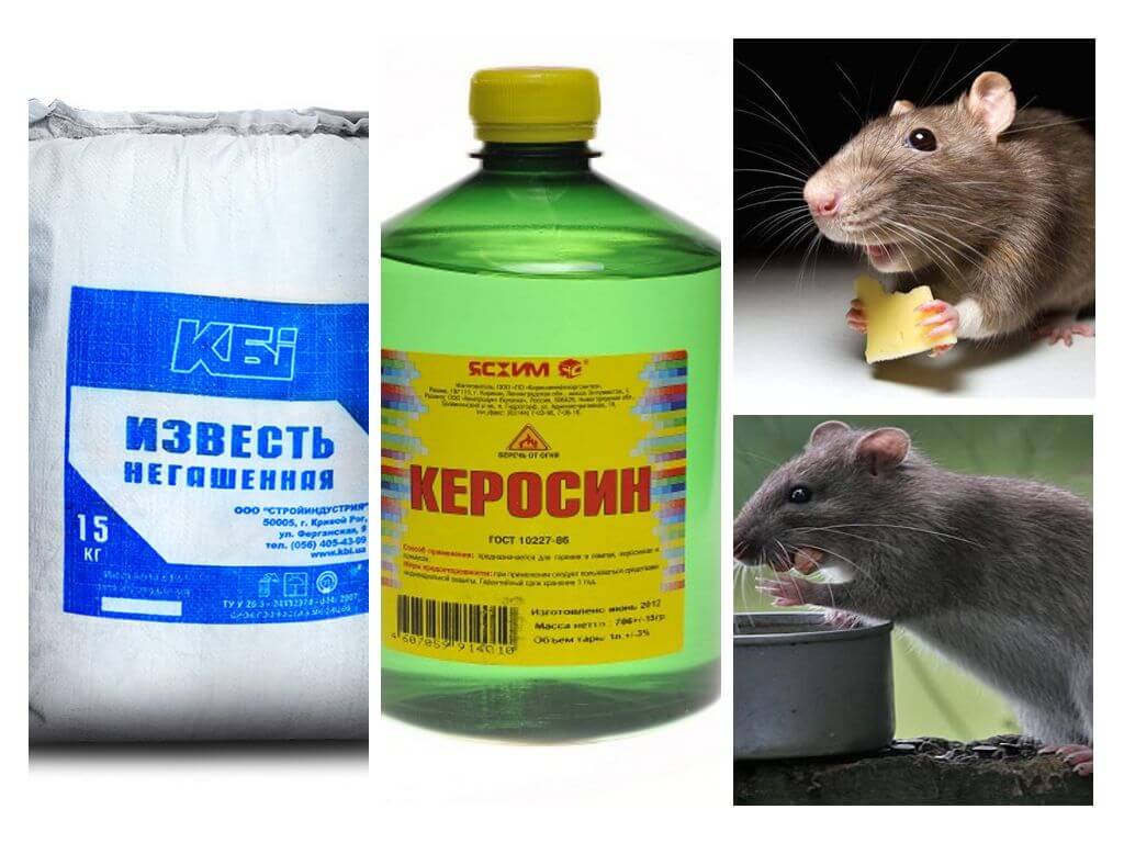 Tiền từ chuột và chuột