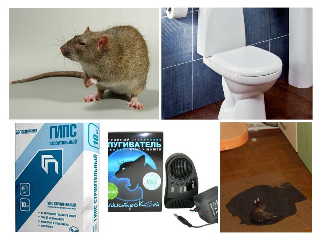 Hủy diệt chuột