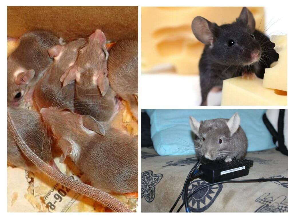 Tác hại từ chuột