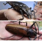 Con bọ cánh cứng lớn nhất