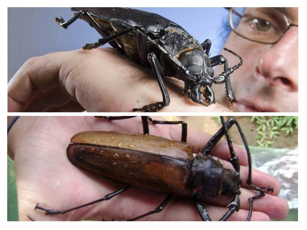 Con bọ cánh cứng lớn nhất