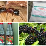 Phương thuốc dân gian cho kiến ​​trong vườn