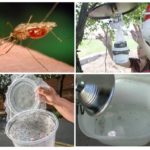 Bẫy muỗi tự chế