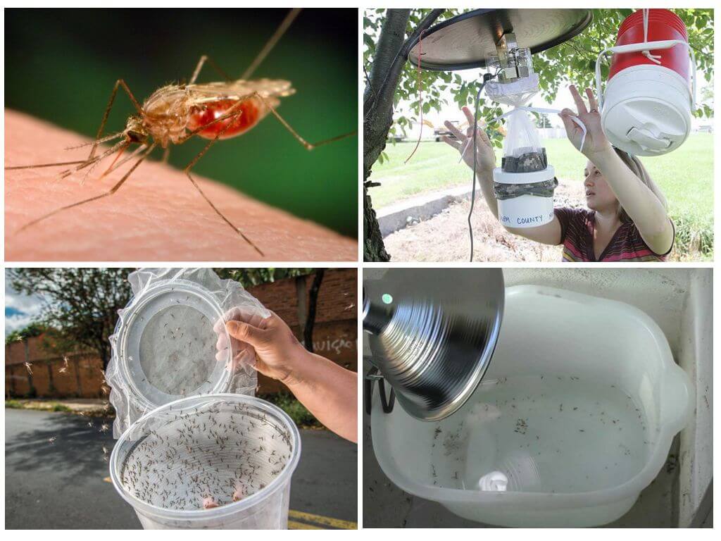 Bẫy muỗi tự chế