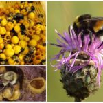 Honey Bumblebees