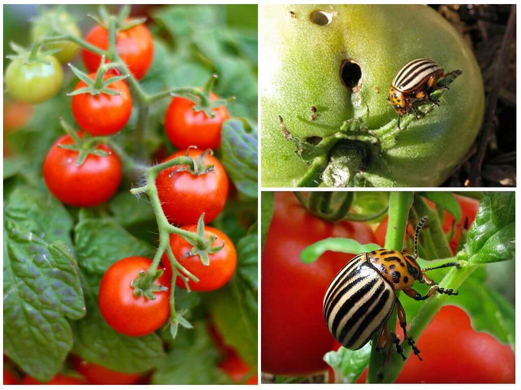 Colorado khoai tây bọ cánh cứng trên cà chua