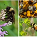 Bumblebees và mật ong