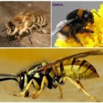 Bee, ong và ong