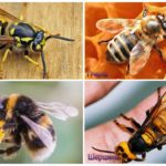 Sự khác biệt của ong, hornet, ong, ong
