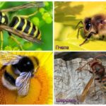 Sự khác biệt của ong, hornet, ong, ong