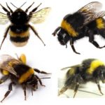 Sự xuất hiện của ong