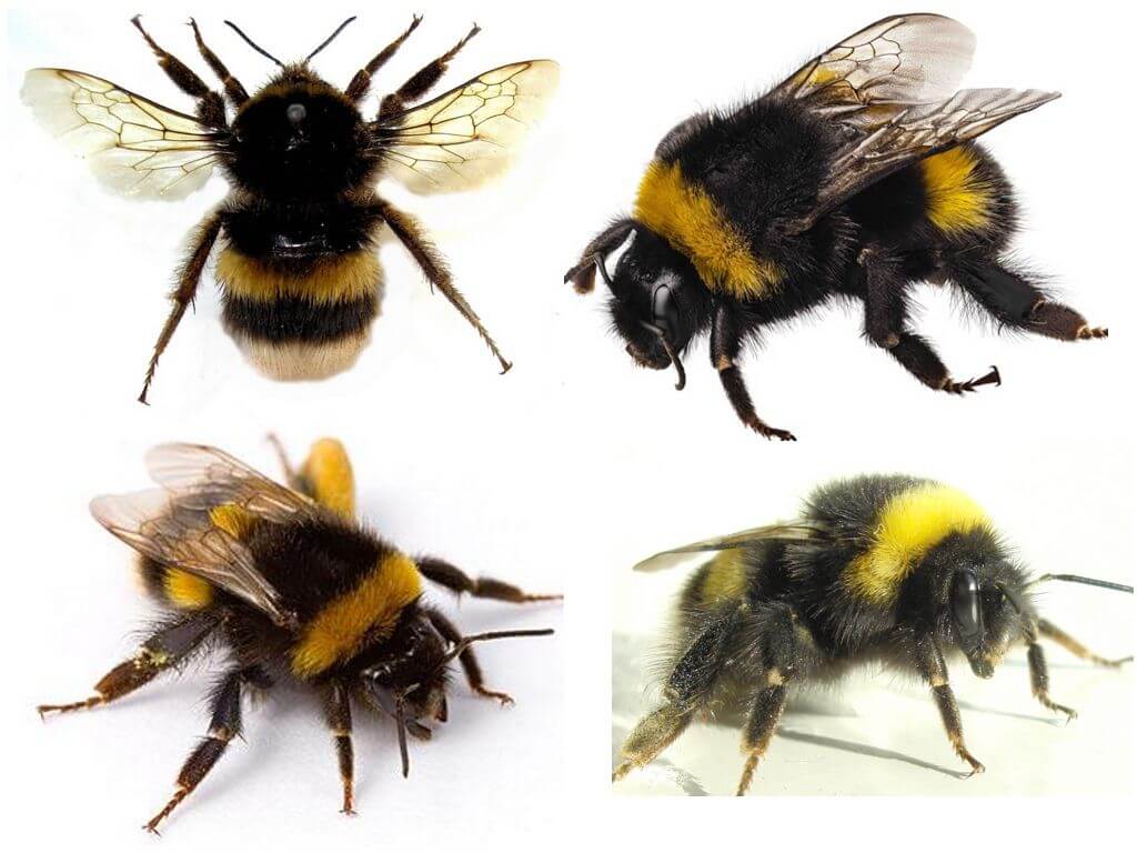 Sự xuất hiện của ong