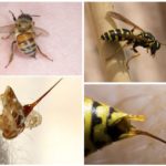 Bee và wasp sting của họ