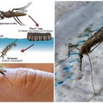 Chu kỳ sinh sản của muỗi Anopheles