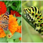 Swallowtail bướm và sâu bướm của nó