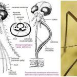 Cấu trúc đầu muỗi