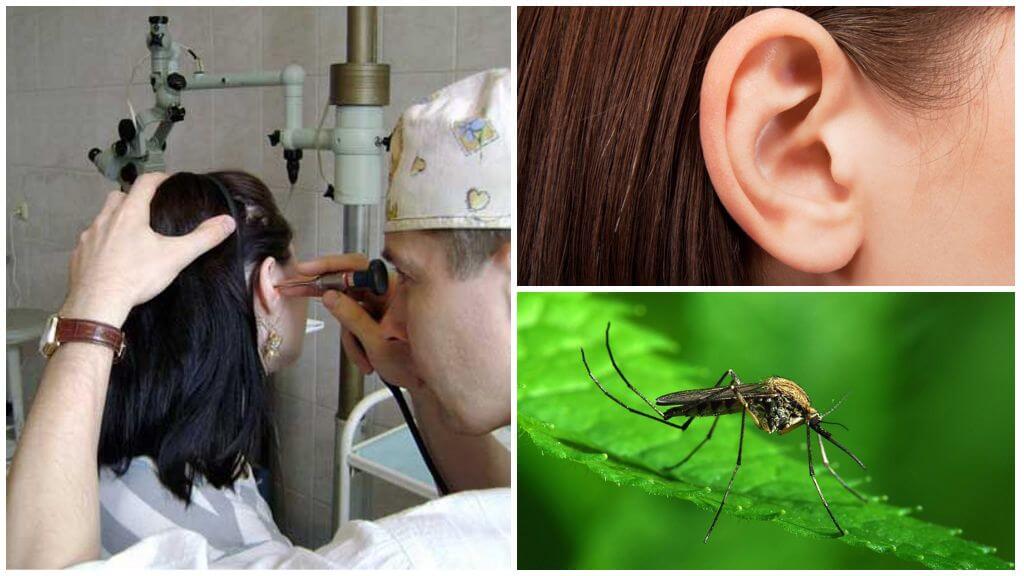 Muỗi trong tai