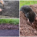 Mole lưới trong vườn