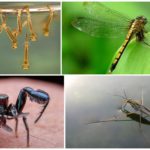Côn trùng ăn muỗi và ấu trùng của chúng