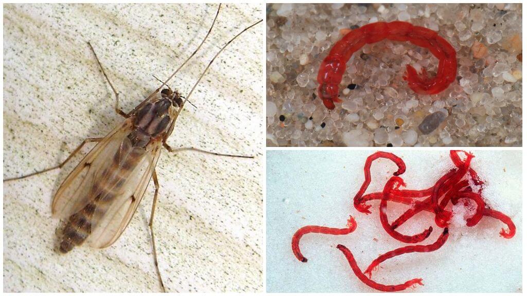 Ấu trùng của muỗi thông thường (giun máu)