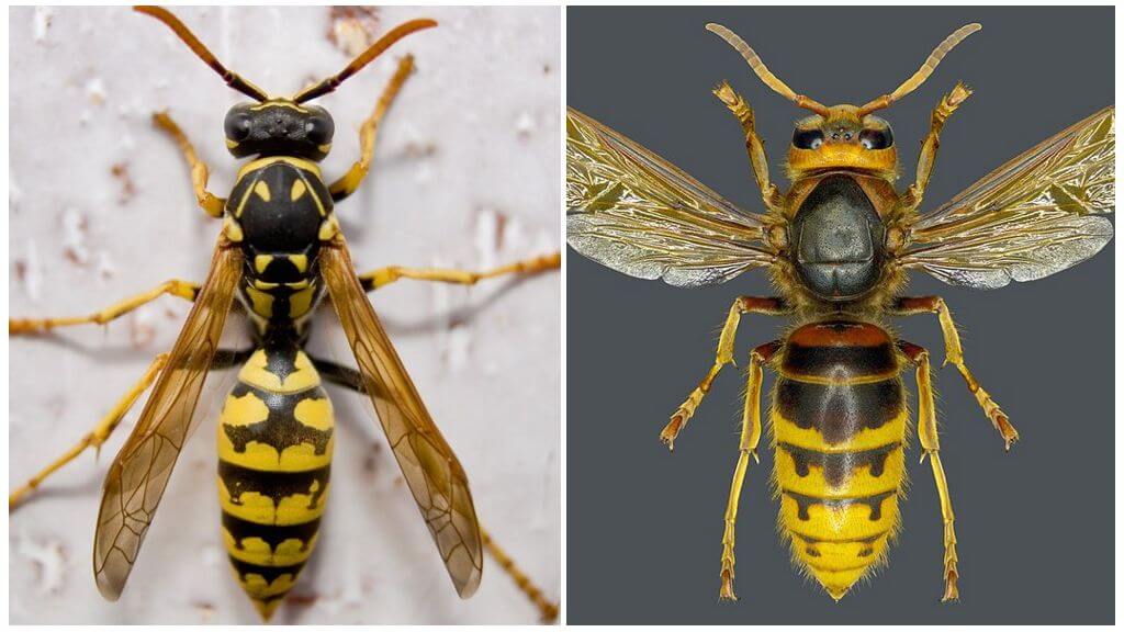 Wasp và Hornet