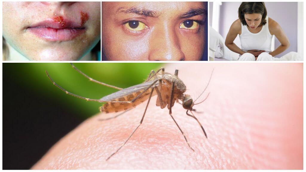 Các ảnh hưởng có thể có của muỗi cắn