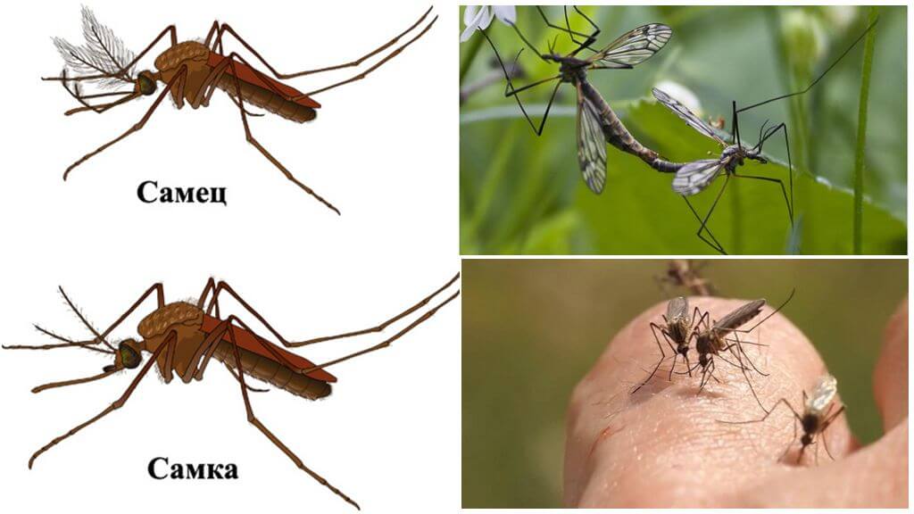 Muỗi đực và muỗi đực