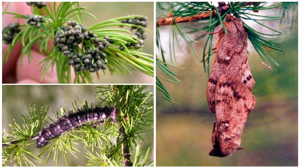 Trứng, sâu bướm và kén tằm Siberia