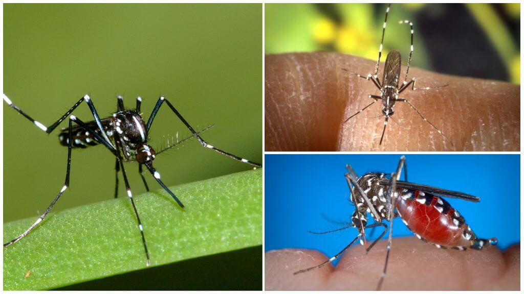 Đại diện của loài Aedes (kusaki)