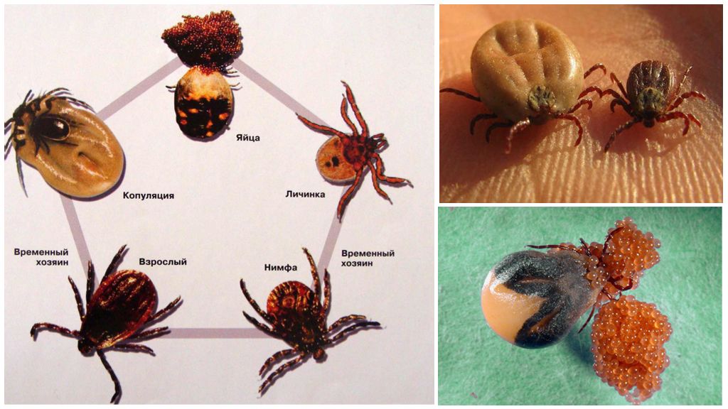 Chu kỳ phát triển và sinh sản của bọ chét
