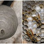 Tổ ong của Hornet