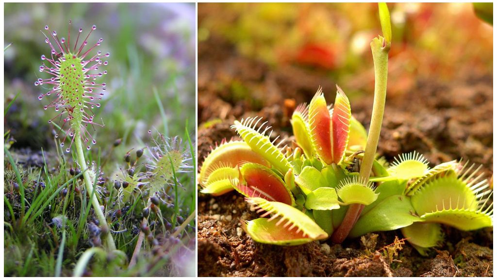 Sundew, tiếng Anh và Venus flytrap