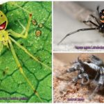 Những con nhện đẹp nhất thế giới