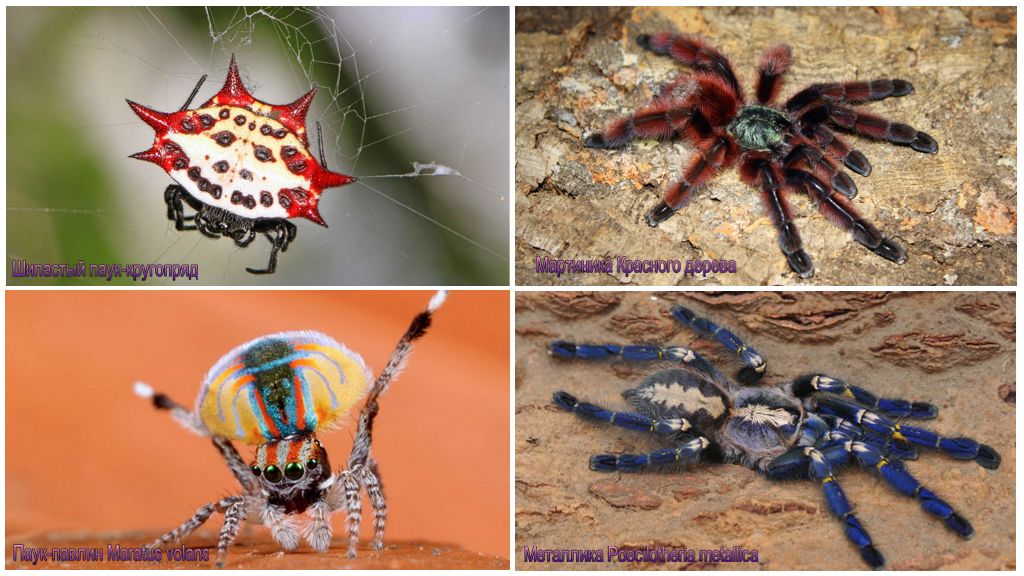 Những con nhện đẹp nhất thế giới