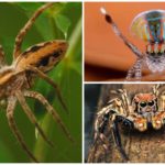 Các loại nhện an toàn