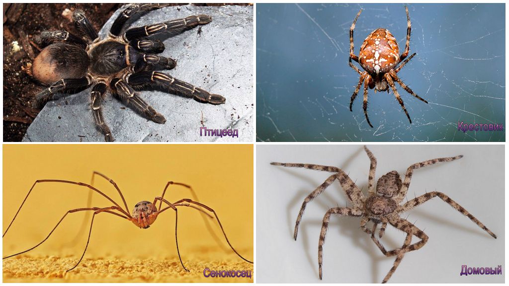 Các loại nhện an toàn